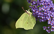 Common Brimstone (Gonepteryx rhamni)